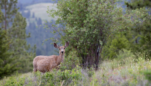 Young mule deer early morning in the forest near Kelowna, Canada