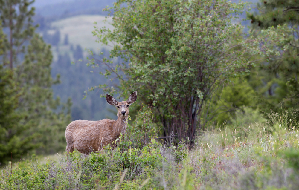 Young mule deer early morning in the forest near Kelowna, Canada