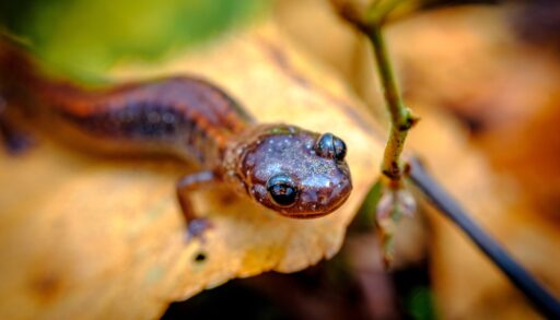 Close-up of a red-backed salamander