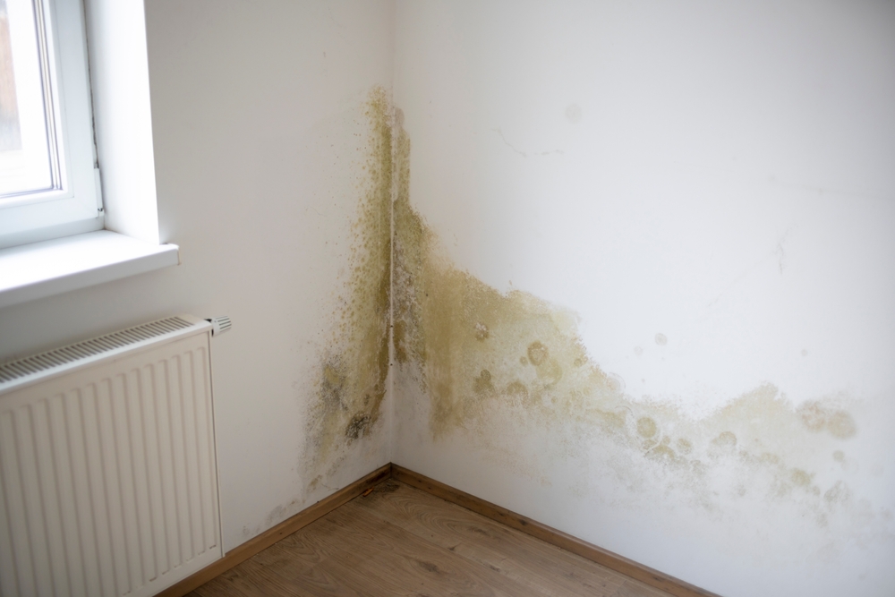 Water and mildew stains in the corner of a room