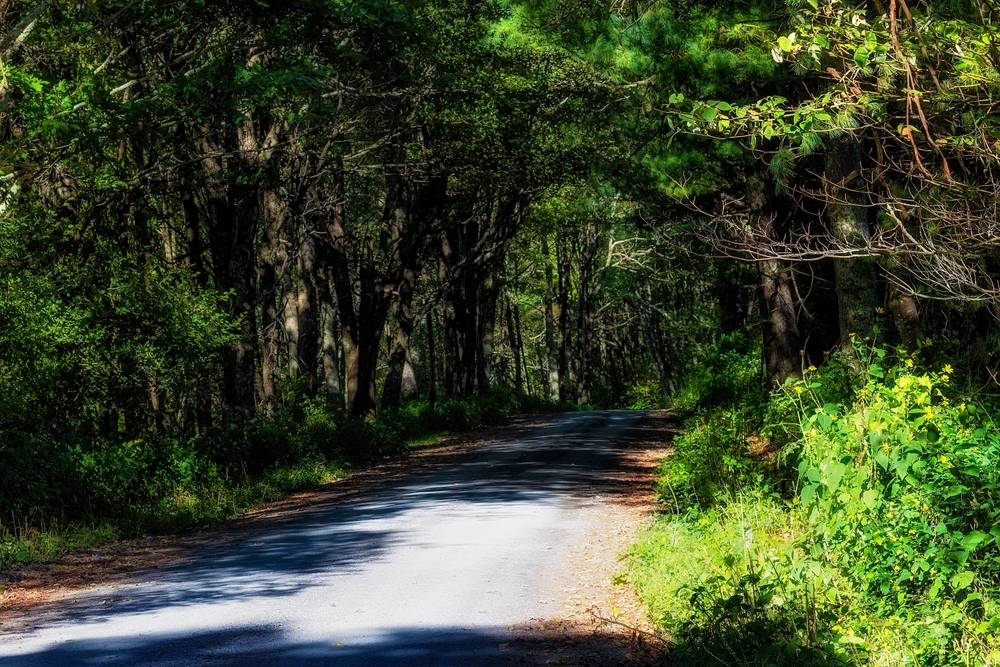A shaded gravel road