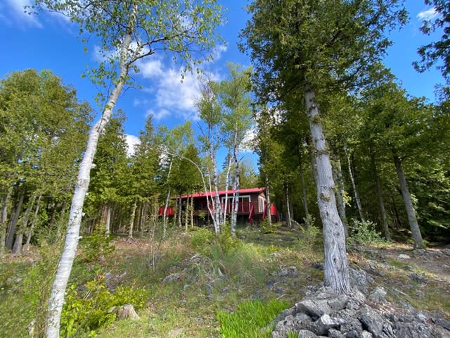 A cottage mostly hidden behind tall trees