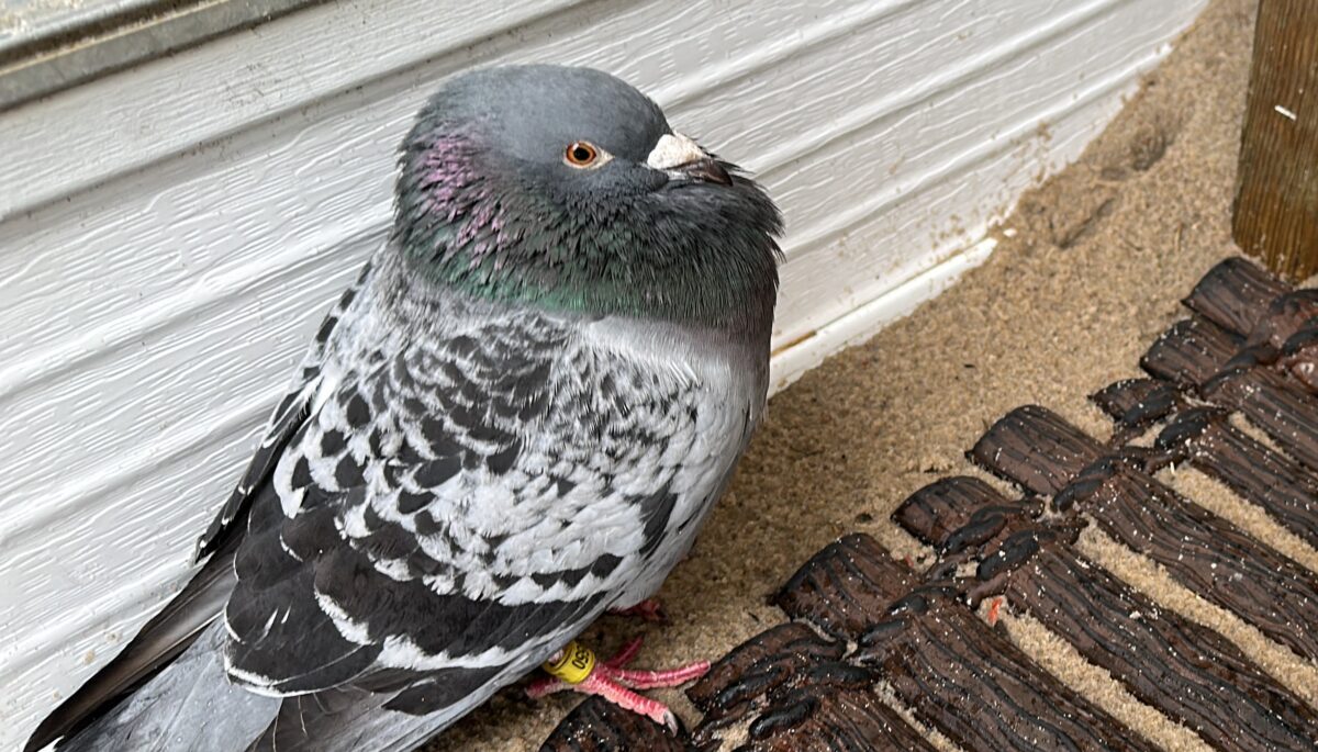 Tagged racing pigeon in front of a sandy porch step
