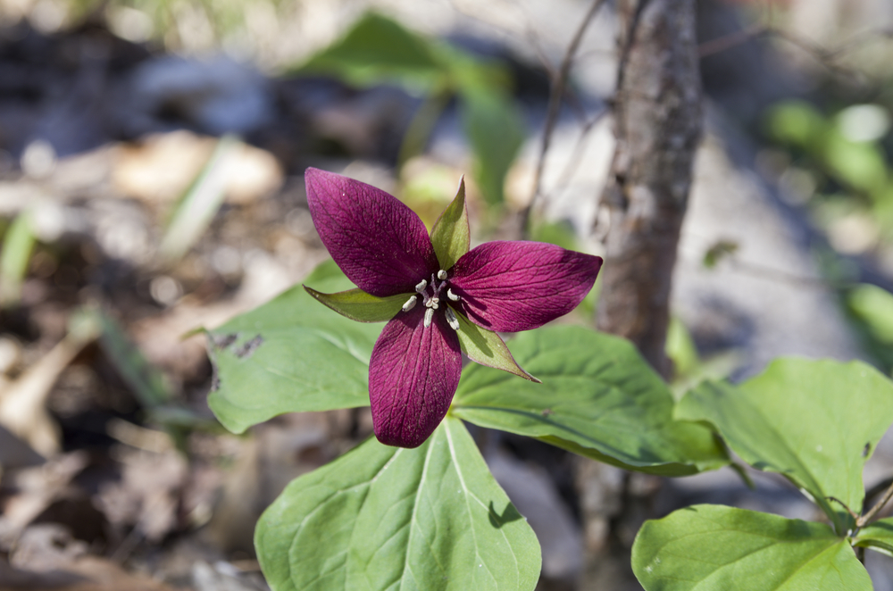 A red trillium blooming in Canada