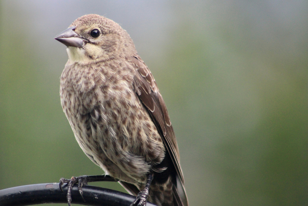 A female brown-headed cowbird against a green background
