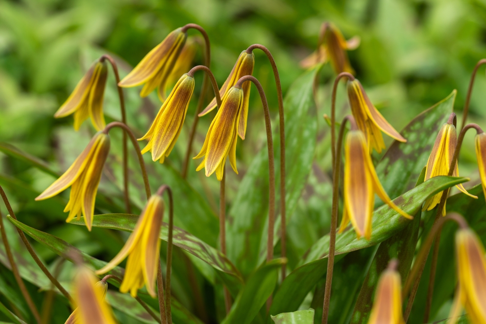 A patch of yellow trout lily