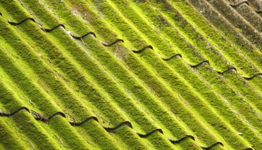 Roof covered with lichen and algae