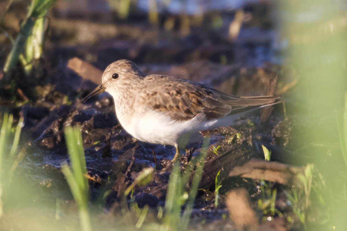 Temminck's stint bird in Victoria, B.C.