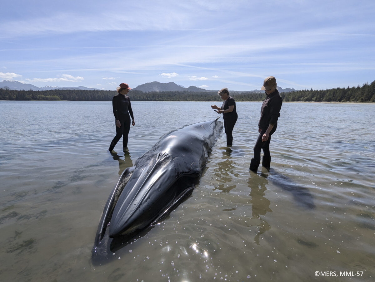 Port McNeill Bay, B.C.
