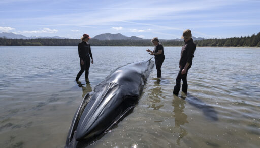 Port McNeill Bay, B.C.