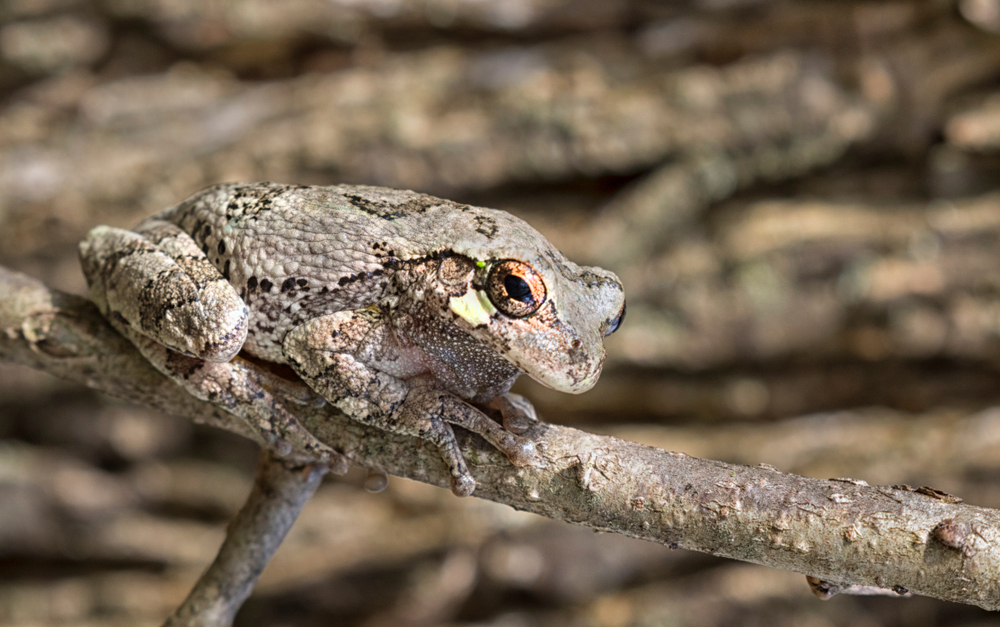 A gray treefrog perched on a branch