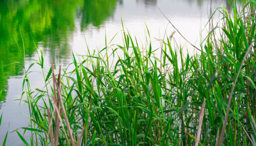 Reeds on a Lake