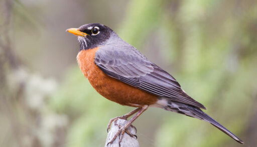A male American robin perched on a tree branch