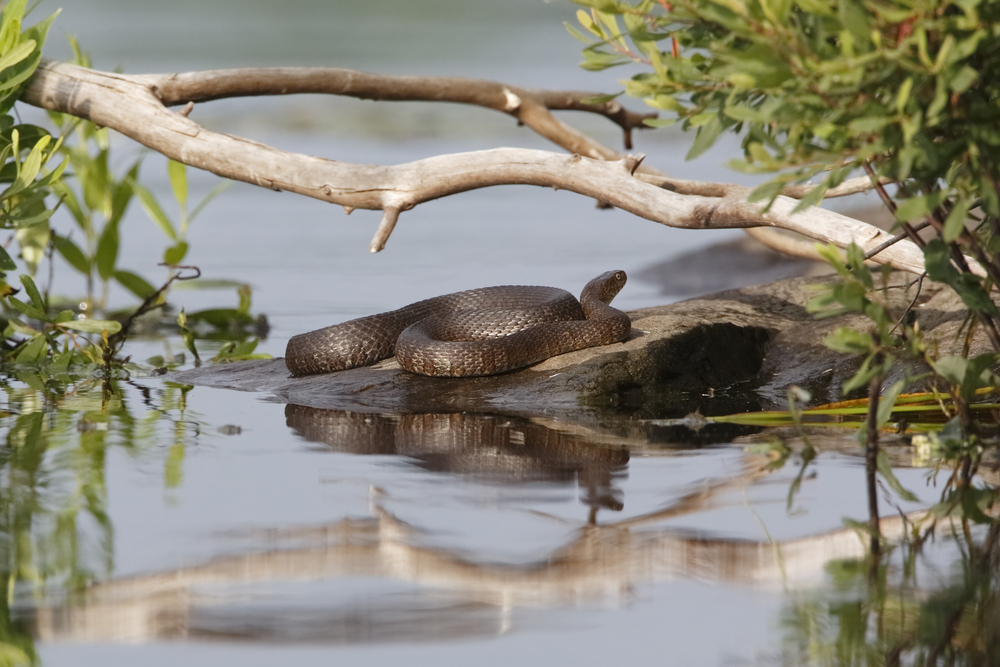A watersnake basking on a rock