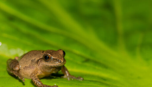 A spring peeper on a green leaf