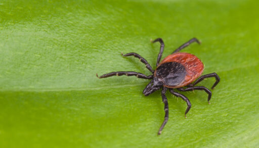 Lyme Disease