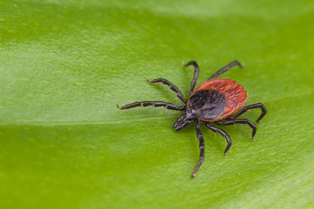 Lyme Disease
