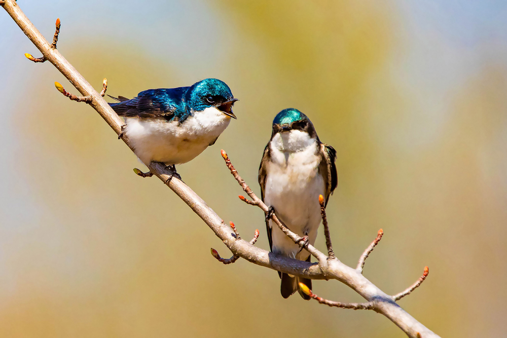 A pair of tree swallows on a branch
