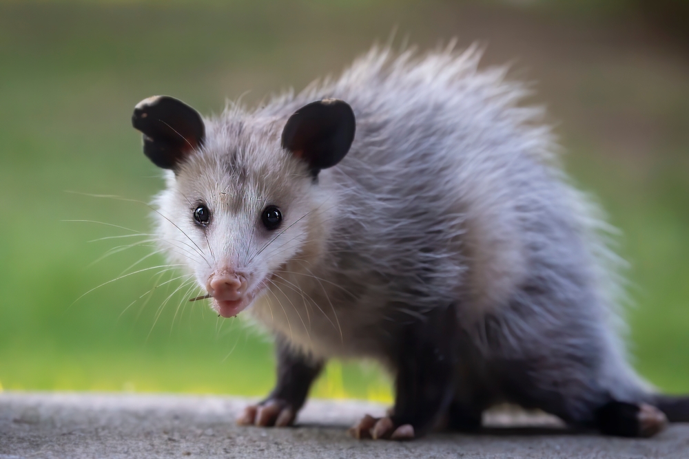 A Virginia opossum against a green background