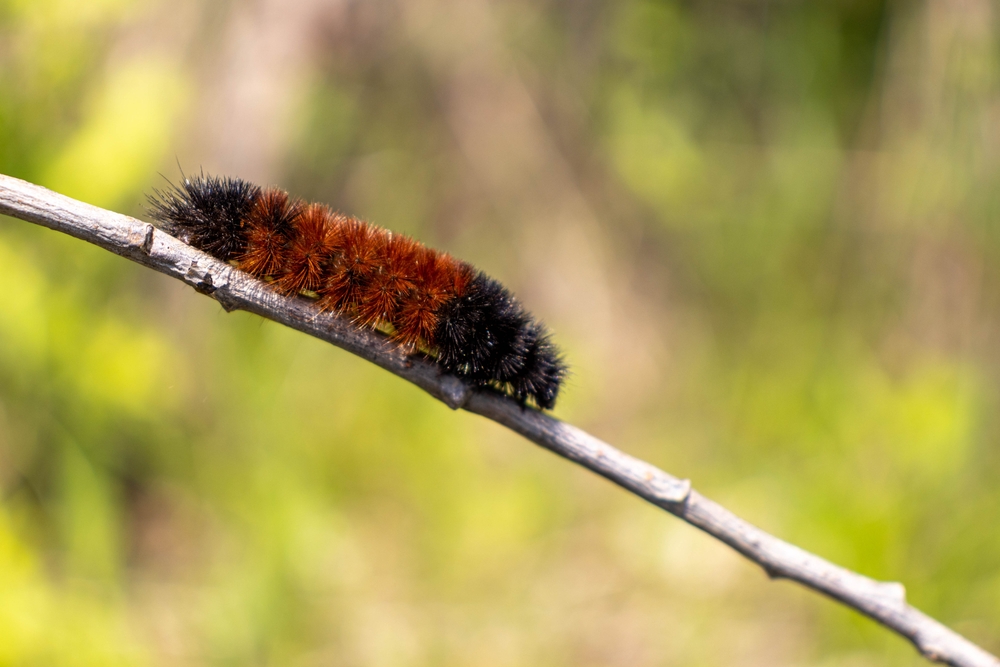 A woolly bear caterpillar on a branch