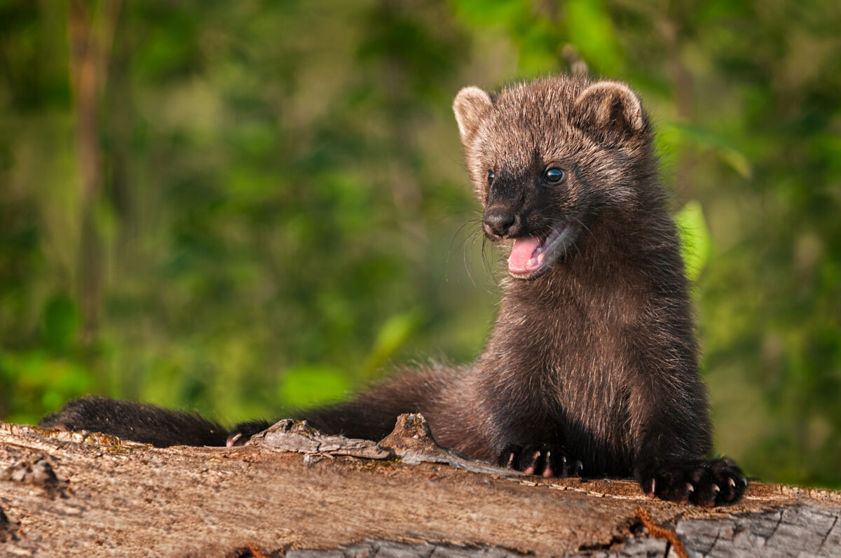 A young fisher assessing a log.