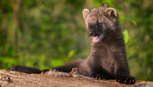 A young fisher assessing a log.