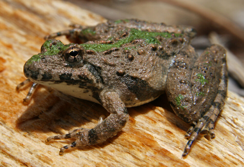 Extirpated Amphibian