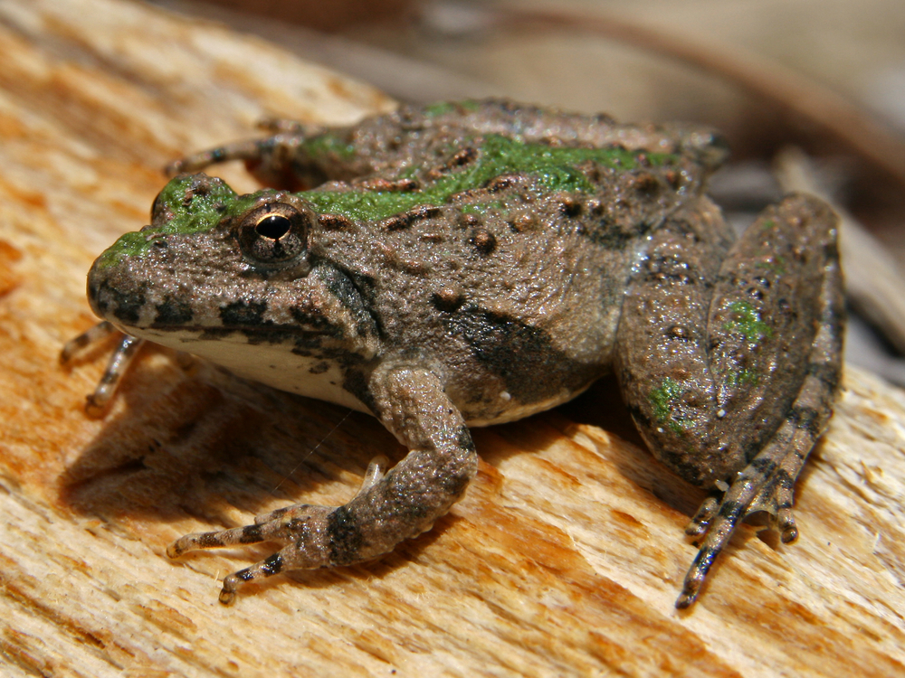 Extirpated Amphibian