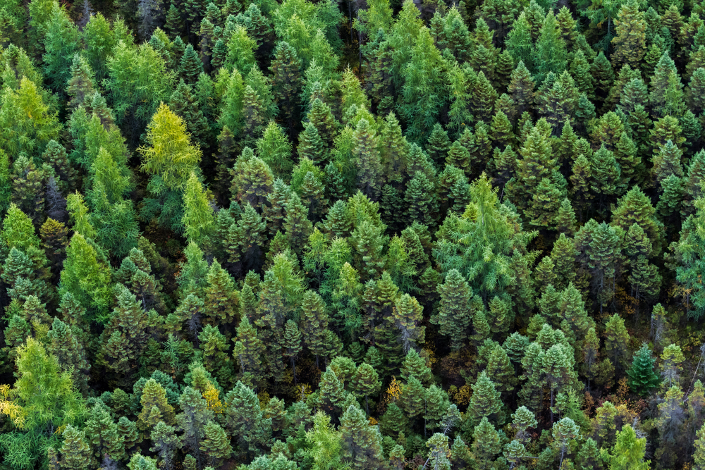 An aerial shot of a boreal forest in Quebec