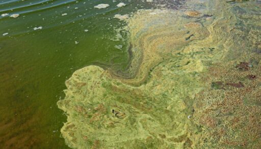 A cyanobacteria bloom on a lake