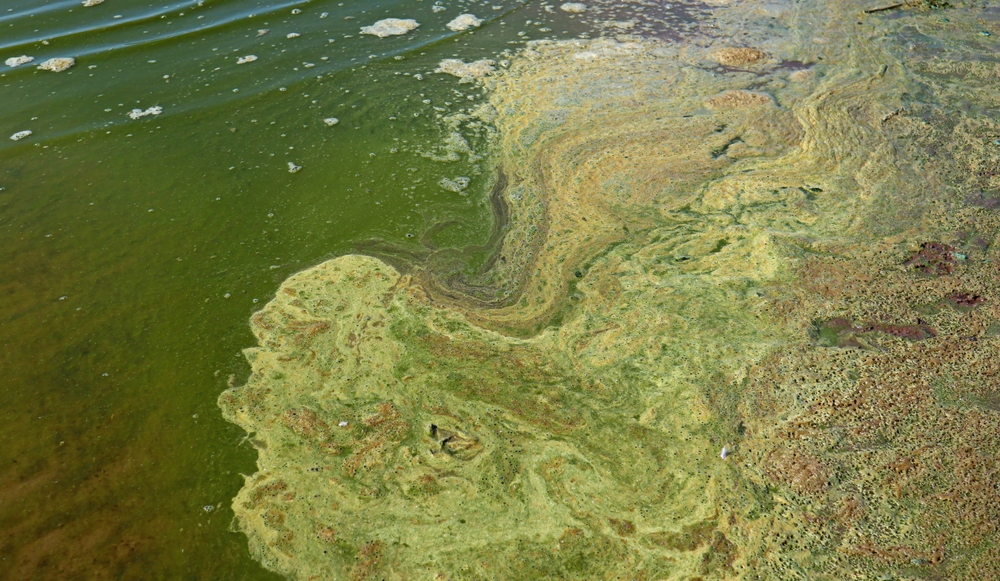 A cyanobacteria bloom on a lake