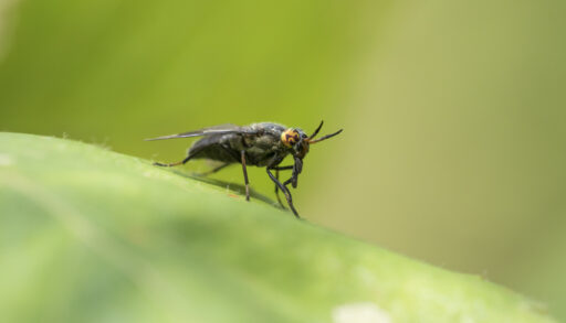 Deer fly on a leaf (Chrysops excitans)
