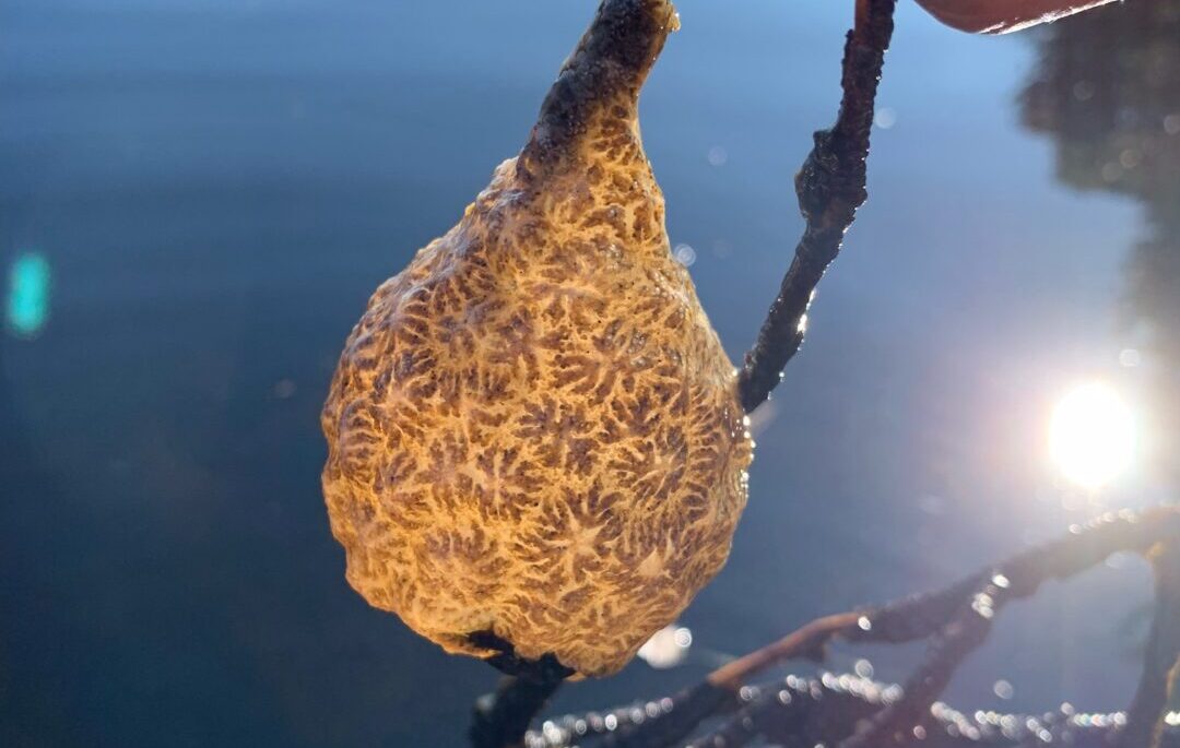 A bryozoa