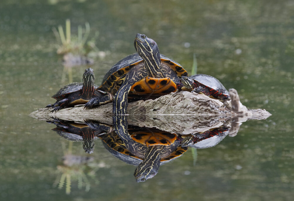 Two northern map turtles perched on a rock