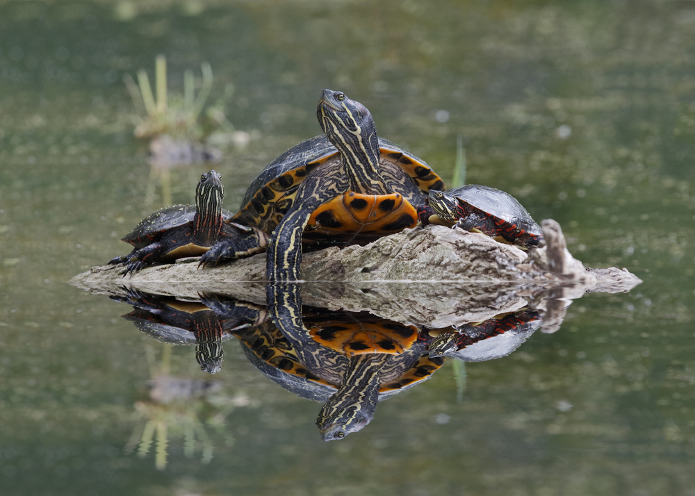Two northern map turtles perched on a rock