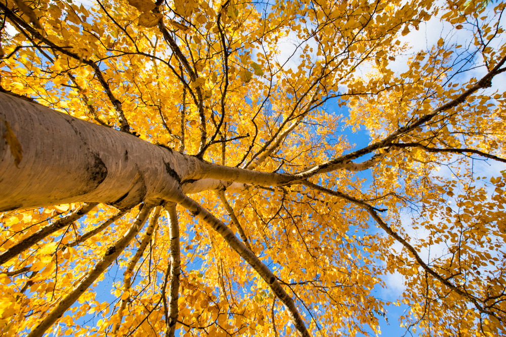 A white birch tree, shot from below, in fall