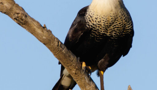 South American Falcon