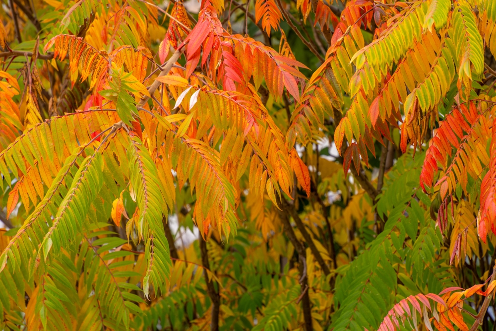A staghorn sumac in fall