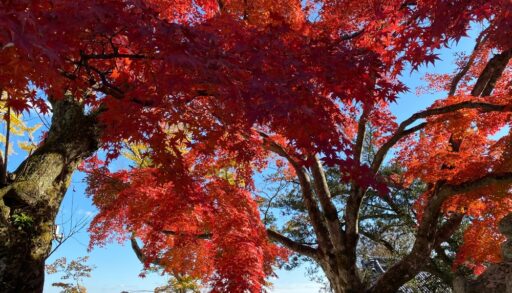 A red maple with red leaves in fall