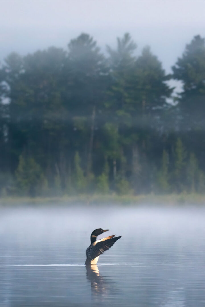 A loon holding its wings aloft
