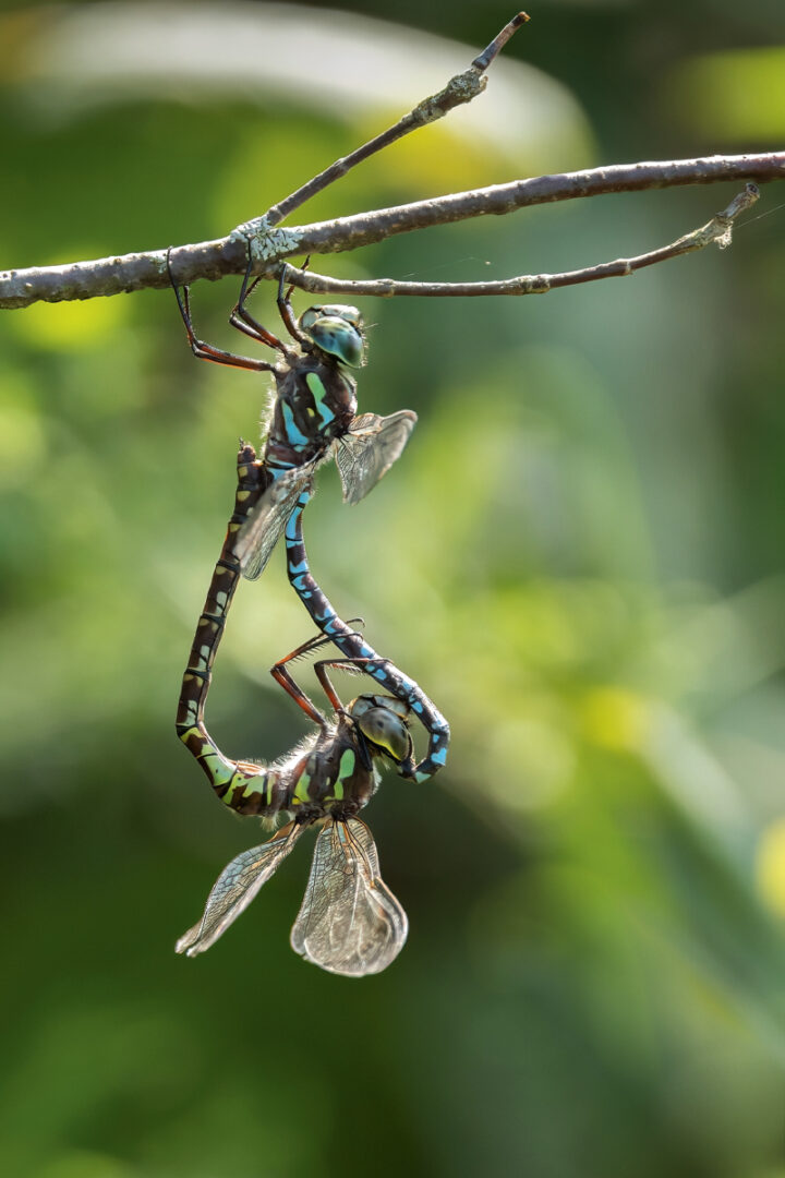 A mating pair of green darners