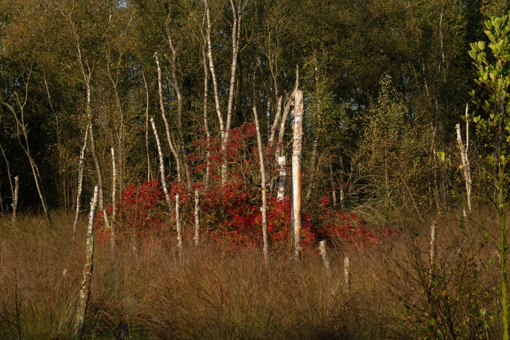 A black cherry in fall