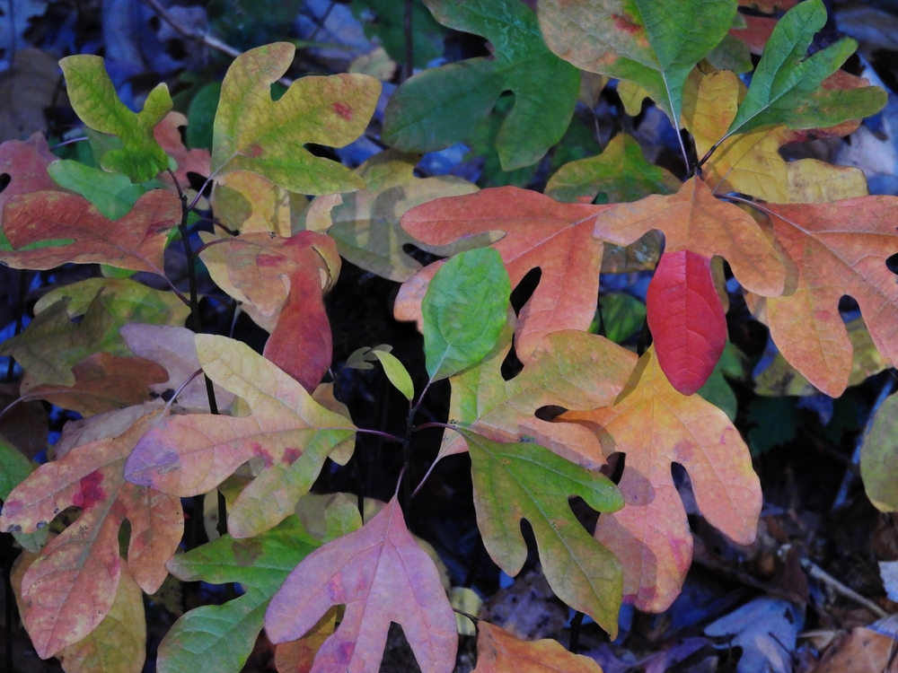 Sassafras leaves in fall