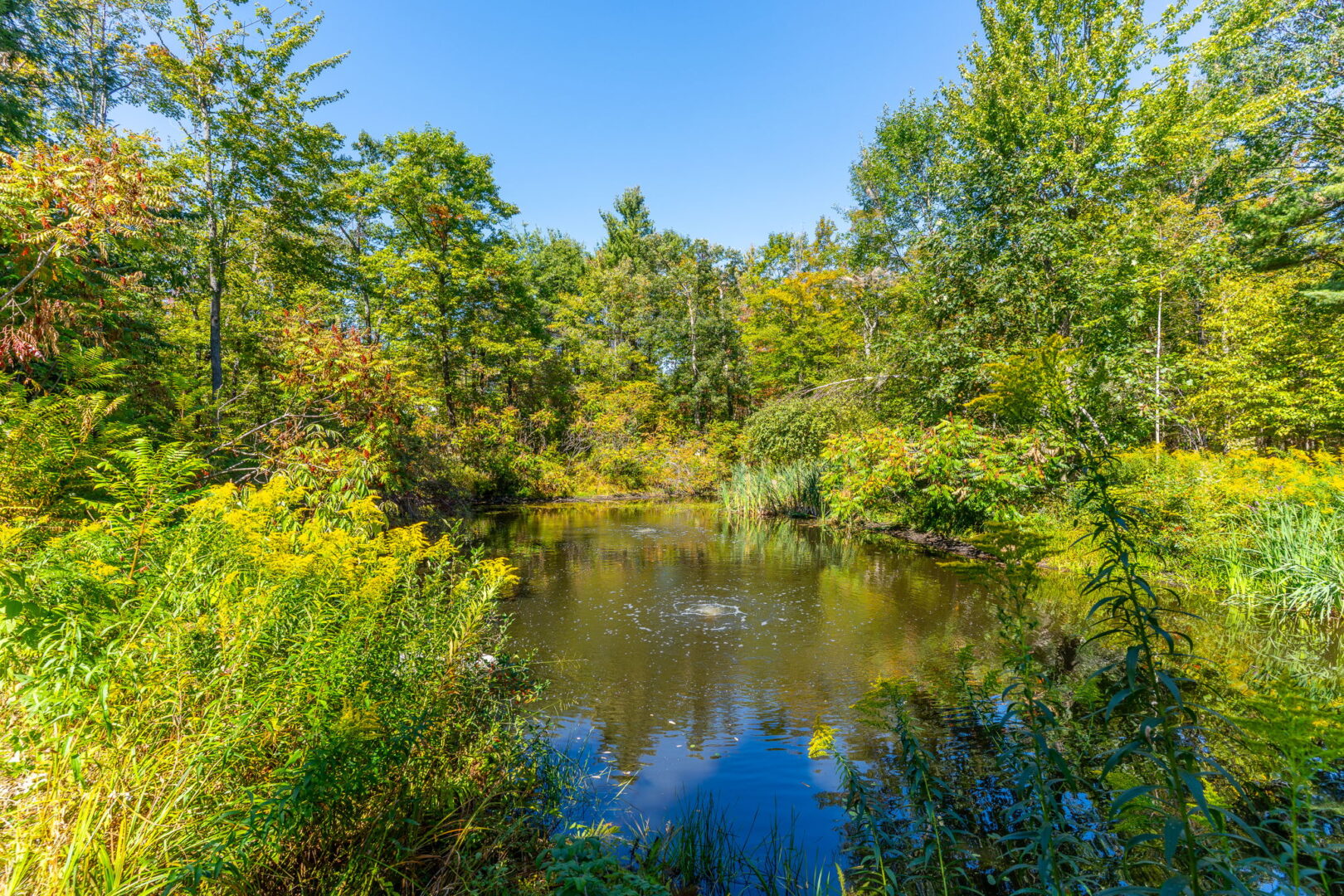 A small forest pond with an active bubbler, framed by dense greenery and wildflowers under a clear blue sky, showcasing a serene natural retreat.