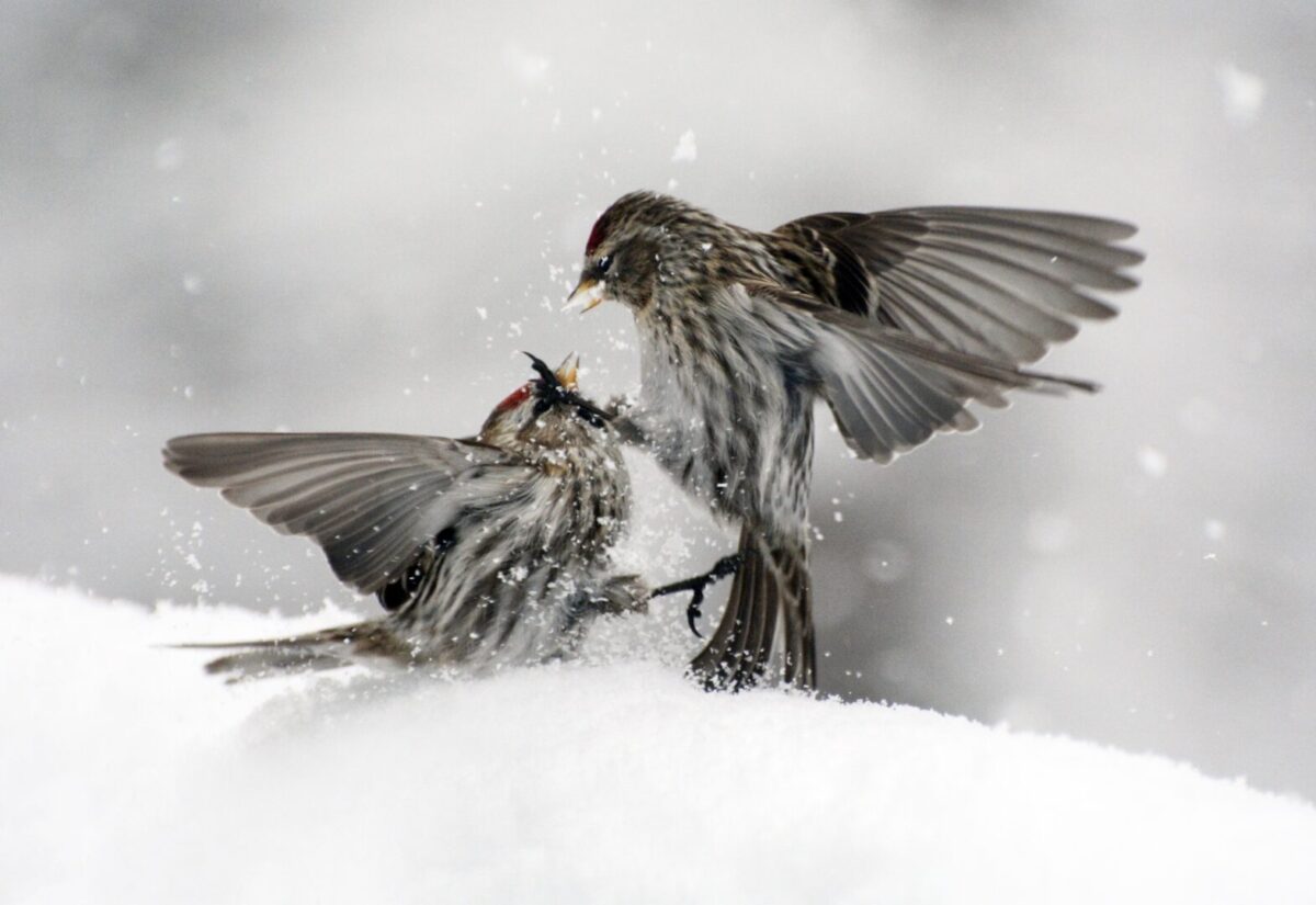 Two redpolls fighting during winter