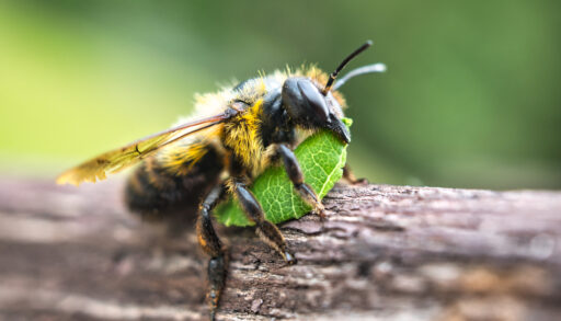 Close-up of a leaf-cutter bee