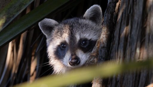 Young Raccoon peeking its head out from the shadows of a tree