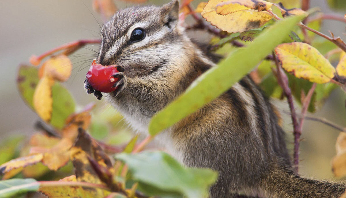 A least chipmunk eating a berry