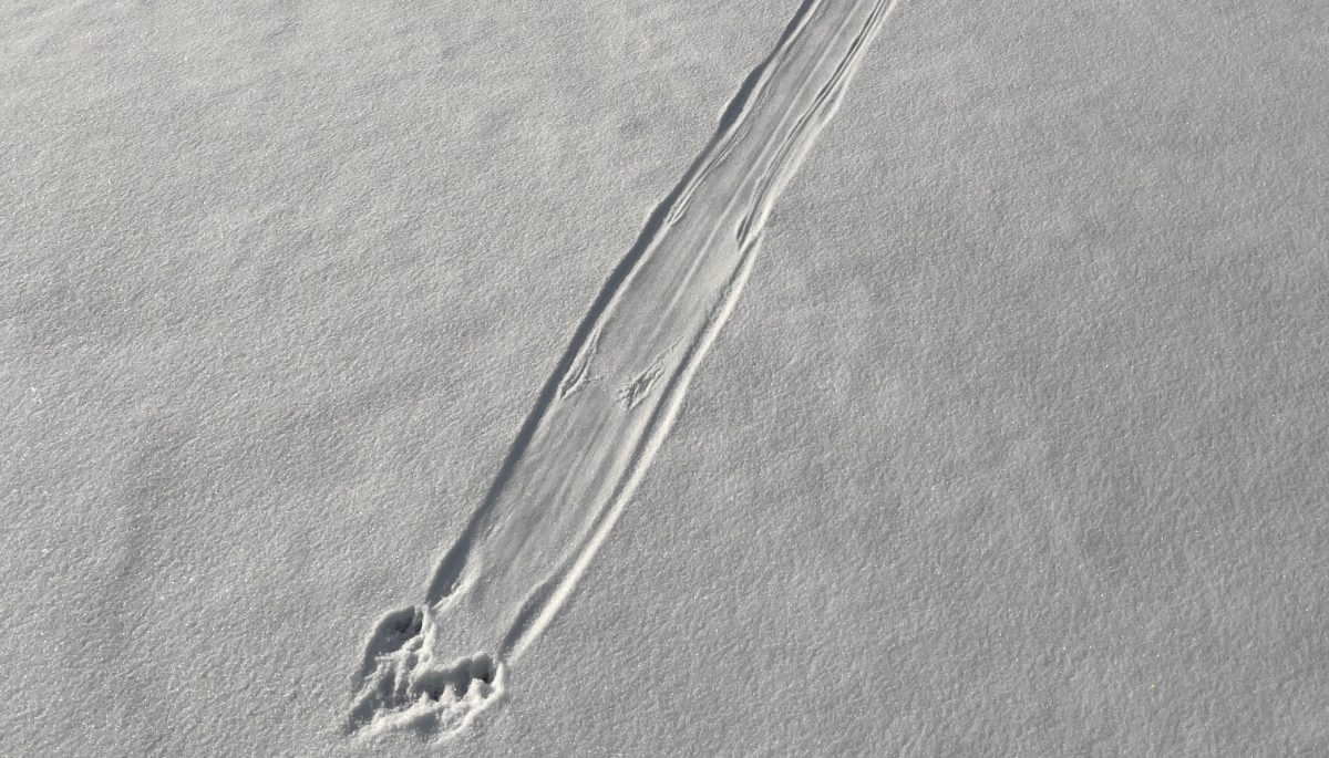 A photo of an otter slide mark