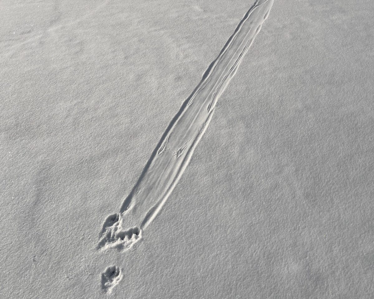 A photo of an otter slide mark